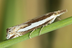 Crambus hamella