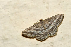 Chiasmia fidoniata