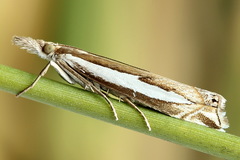 Crambus hamella