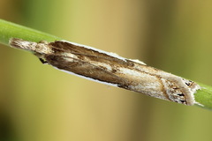 Crambus hamella