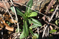 Gynura drymophila