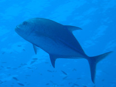 Caranx melampygus