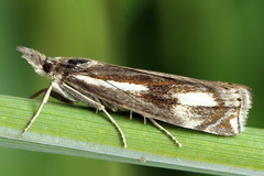 Crambus heringiellus