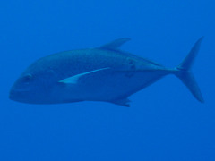 Caranx melampygus