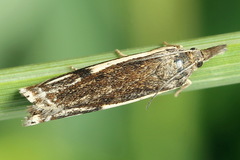 Crambus heringiellus
