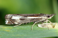 Crambus heringiellus