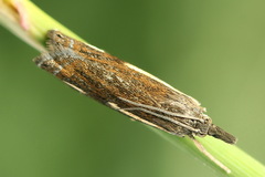 Crambus heringiellus
