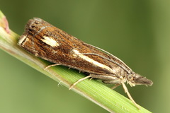 Crambus heringiellus
