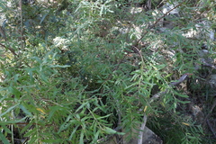 Grevillea linsmithii