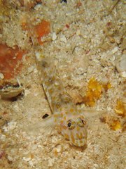 Fusigobius inframaculatus