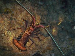 Panulirus femoristriga