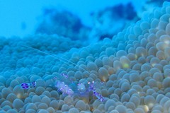 Ancylomenes sarasvati