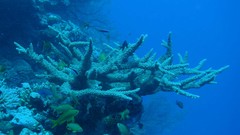 Acropora florida