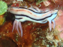 Chromodoris lochi