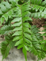 Adiantum latifolium