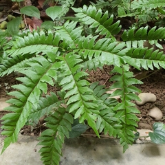 Adiantum latifolium