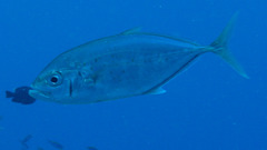 Craterognathus plagiotaenia