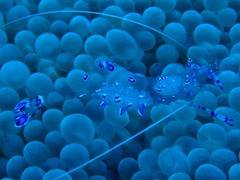 Ancylomenes sarasvati