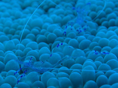 Ancylomenes sarasvati