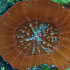 Homophyllia australis