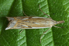 Crambus pratella