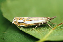 Crambus silvella