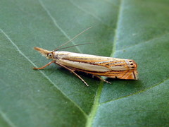 Crambus silvella