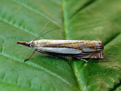 Crambus silvella