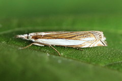Crambus silvella