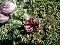 Entoloma perzonatum