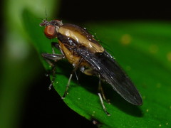 Allophylopsis