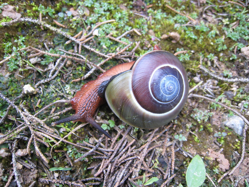 Hemiplecta malaouyi