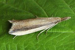 Donacaula mucronella