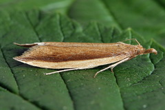 Donacaula mucronella