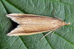 Donacaula mucronella