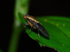 Allophylopsis