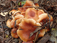 Pholiota lubrica