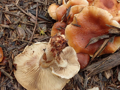 Pholiota lubrica