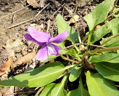 Viola prionantha