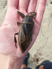 Lethocerus patruelis