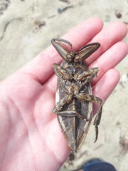 Lethocerus patruelis