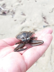 Lethocerus patruelis