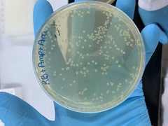 Escherichia coli