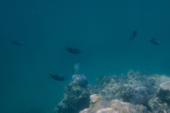 Chromis weberi