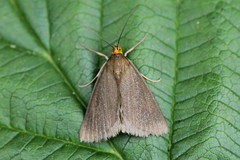 Evergestis aenealis