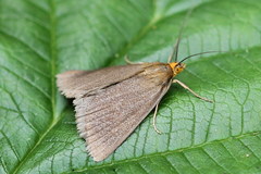 Evergestis aenealis