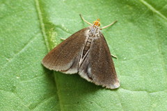 Evergestis aenealis