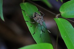 Poecilometis strigatus