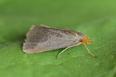 Evergestis aenealis