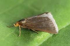 Evergestis aenealis